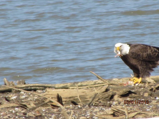 American Eagles at Lake Eddins MS!